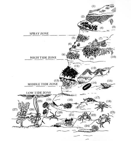 Diagram, courtesy of the Oregon Sea Grant at the Hatfield Marine Science Visitor Center of Oregon State University (https://seagrant.oregonstate.edu/visitor-center/marine-education/lab-and-field-experiences/rocky-intertidal-ecology), showing Oregon Coast tide pool zones from splash zone to low intertidal,