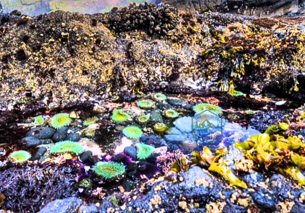 Oregon Coast tide pools at Cape Arago with diverse marine life and intertidal organisms.