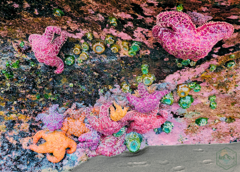 Oregon Coast tide pools with ochre sea stars and green anemones at Seal Rock during low tide.