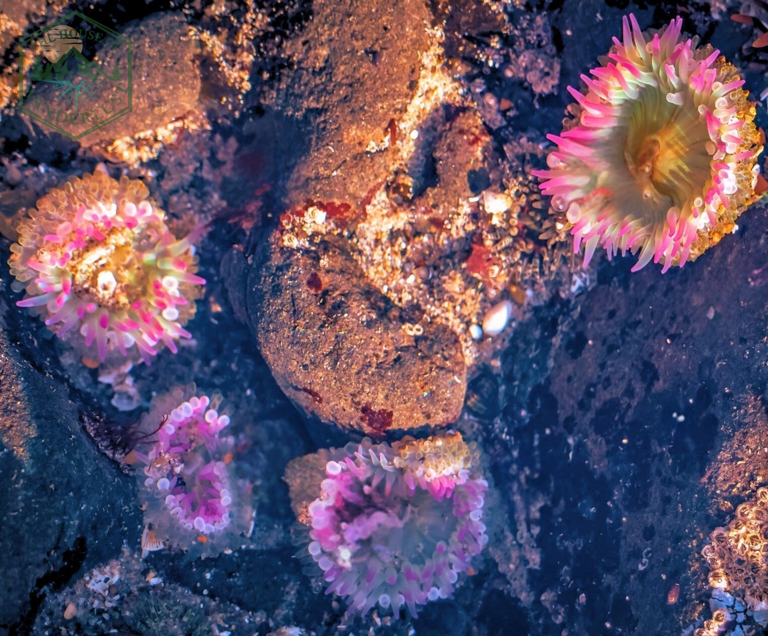 Aggregating anemones in Oregon Coast tide pools, with tentacles extended.