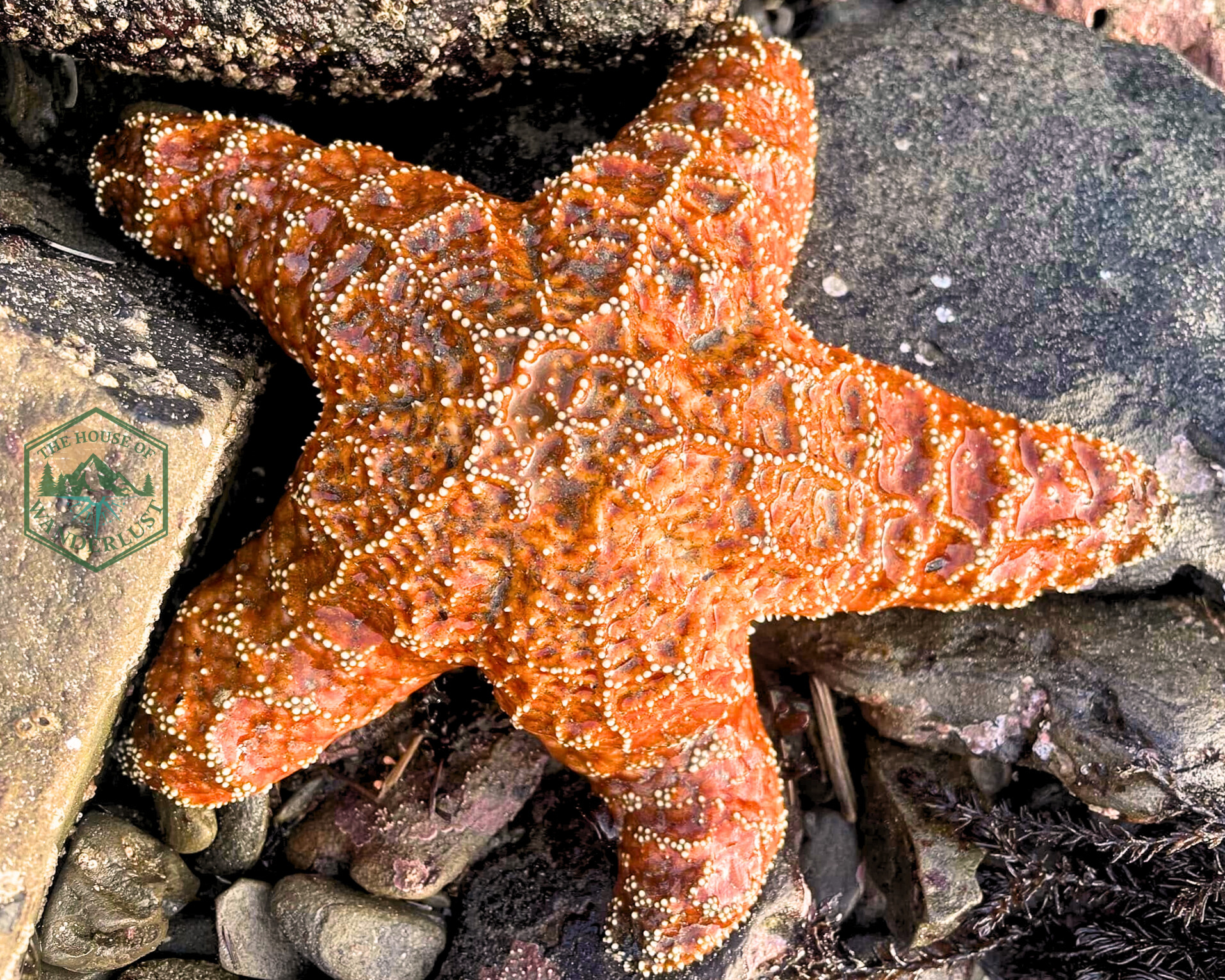 Ochre sea stars in Oregon Coast tide pools clinging to rocks during low tide.